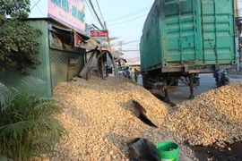 Lật xe container, hàng chục tấn khoai mì đổ tràn lấp cửa nhà dân