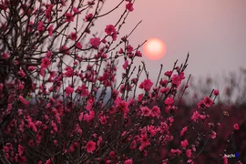 Vẻ đẹp hoa đào các vùng miền Việt Nam