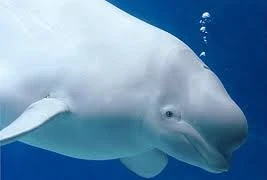 Cá voi nặng 250 kg mắc lưới ngư dân