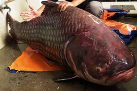 Lại bắt được cá hô 'khủng' nặng 135kg
