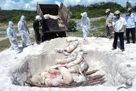 Tiêu hủy hơn 280kg da và mỡ heo không kiểm dịch