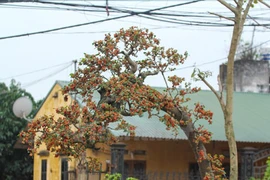 Mục sở thị cây dâu cảnh độc nhất vô nhị ở Việt Nam