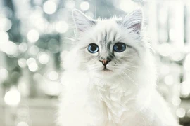 Câu chuyện về cô mèo kiếm được hơn 63 tỉ đồng/năm