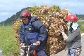Phiên chợ đặc biệt ở Lý Sơn