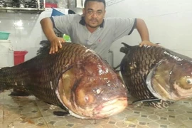 Ngư dân Thái Bình bán hớ cá 'thần tài' 1,5 tỉ đồng