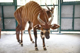 Vinpearl Safari bác thông tin 700 loài thú quý hiếm bị giết