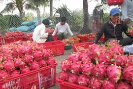 Bị trộm hơn nửa tấn Thanh Long