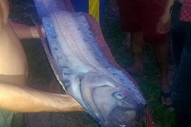 Cá hố khổng lồ dạt vào bờ biển Phan Thiết
