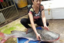 Cá lăng 'khủng' to bằng người lớn trên sông Sêrêpốk dính câu