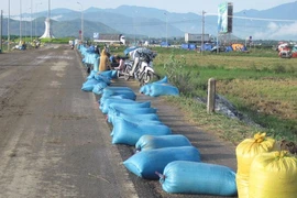 Phơi thóc trên quốc lộ có nên thông cảm?