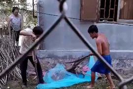 Bắt sống hổ mang chúa gần 2 m lạc vào nhà dân