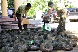 TP.HCM: Cấm cán bộ tặng, nhận quà là động vật hoang dã 