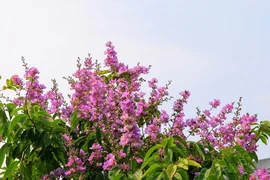 Ngắm bằng lăng tím nở rộ những ngày tháng 4 lịch sử