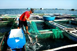 Về Ninh Thuận ra làng bè Đông Hải xem tắm cá