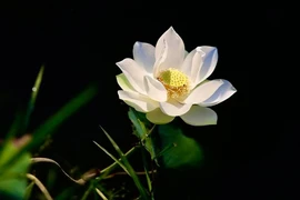Nghệ sĩ Thành Xuân Anh triển lãm 'Lòng mẹ' tri ân các thầy 