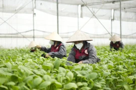 Hương Việt Sinh - Tận tâm nâng cao chất lượng cuộc sống Việt!
