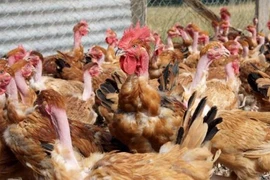 Quảng Trị xuất hiện ổ dịch cúm gia cầm A/H5N6