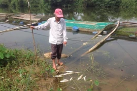 Huế: Cá nuôi lồng trên sông Bồ chết bất thường
