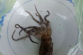 Đi đánh cá bị ... mực bạch tuộc cắn chết
