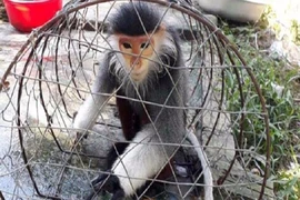 Voọc chà vá chân nâu đi lạc vào nhà dân