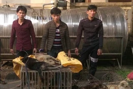 Đáng đời 4 'cẩu tặc' bị tóm gọn khi đang rao bán chó 