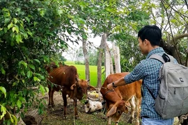 Vụ 'xẻ thịt' bò chính sách: Cục Chăn nuôi vào cuộc 