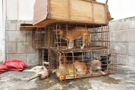 Gắn biển giả đi bán 9 con chó vừa trộm