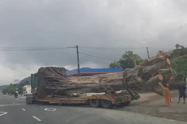 Không bằng lái, tài xế vẫn chở cây 'khủng' trên quốc lộ 1A