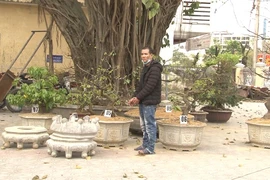 Bắt kẻ trộm hàng loạt cây mai cảnh ở Huế