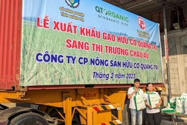 Lô gạo hữu cơ đầu tiên của Quảng Trị sang Châu Âu, giá 1.800 USD/tấn 