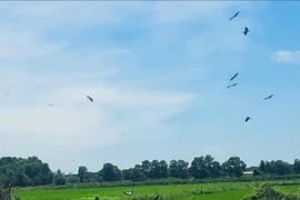 Đàn cò nhạn quý hiếm xuất hiện trên cánh đồng ở Quảng Trị