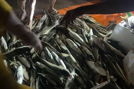 Áp thấp nhiệt đới gây mưa lớn, cá nuôi lồng chuẩn bị xuất bán chết trắng