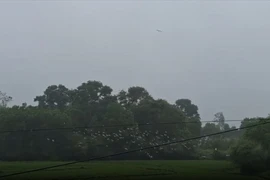 Xuất hiện đàn cò nhạn hàng trăm con trên cánh đồng xứ Huế