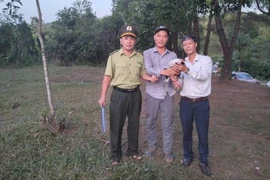 Thấy gà lôi trắng bay vào quán nước, người đàn ông liền báo chính quyền