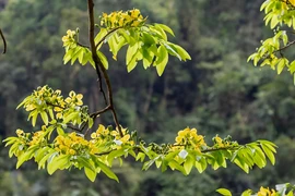 Ngắm rừng mai vàng cổ thụ hàng trăm năm tuổi giữa rừng già Đakrông