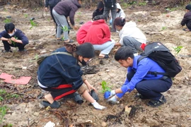 500 sinh viên Đại học Huế tham gia Tết trồng cây xuân Bính Ngọ