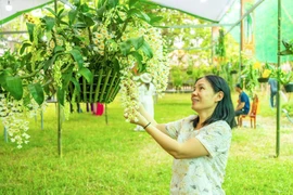 Ngắm hàng ngàn giò lan khoe sắc trong Đại nội Huế