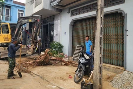 Huế: Cây xanh kém phát triển, sâu đục bị đốn hạ, bật gốc để chỉnh trang đô thị