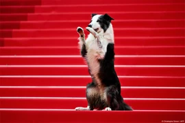 Thảm đỏ Liên hoan phim Cannes 2024: Chú chó Messi tạo dáng gây sốt