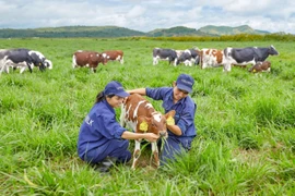Trang trại bò sữa organic Vinamilk đạt chuẩn quốc tế