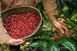 Tháng 1: Xuất khẩu hàng hóa của Việt Nam sang Mỹ tăng đột biến 55%