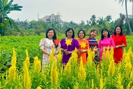 Trồng vườn hoa đủ màu sắc, đón 'người dưng' đến check-in miễn phí