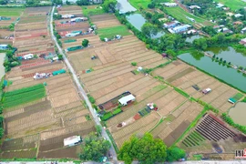  Cánh đồng hoa lớn nhất Bình Dương nhộn nhịp chuẩn bị vụ hoa Tết 