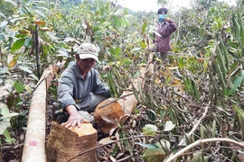 Chính thức thanh tra vụ phá rừng nuôi bò ở Phú Yên