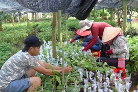 Bình Phước liên kết vùng phát triển nông nghiệp công nghệ cao