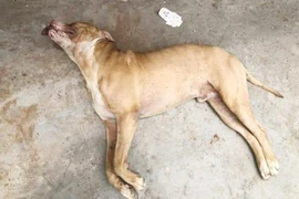 Vụ lùa chó qua cắn hàng xóm: Pitbull, Becgie có là... hung khí nguy hiểm?