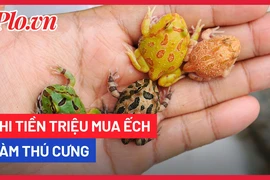 Video: Chi đến 5 triệu đồng để mua một con ếch về làm thú cưng