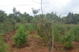 Đắk Lắk: Thuê 2.500 m2 đất để trồng... cần sa