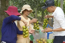 Độc đáo làng cây trái Nam bộ tại miền Trung