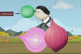Tại sao khi cắt hành chúng ta lại chảy nước mắt? 